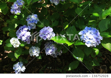 繡球花 1351 138752028