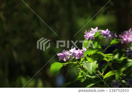 Hydrangea 1383 138752033