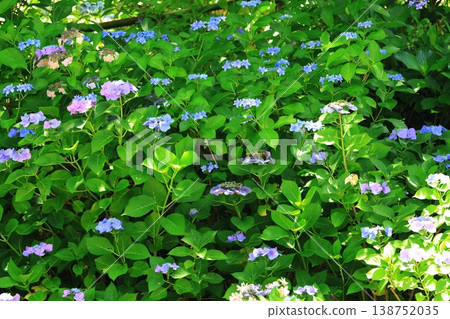 Hydrangea 1395 138752035