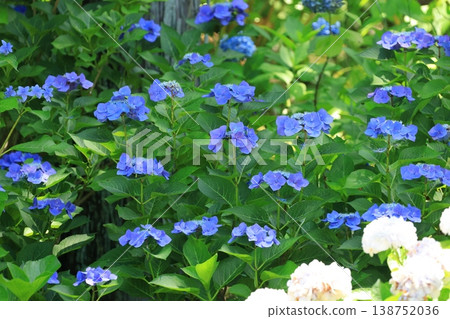 繡球花 1401 138752036
