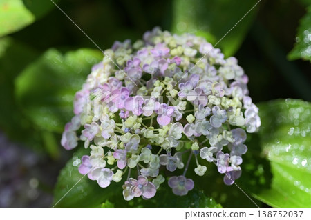 繡球花 714 138752037