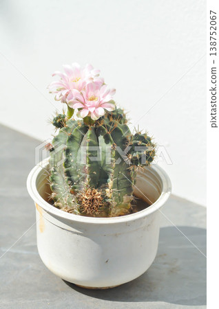 Gymnocalycium ,Gymnocalycium mihanovichii or gymnocalycium mihanovichii variegated with flower or cactus flower or pink flower 138752067
