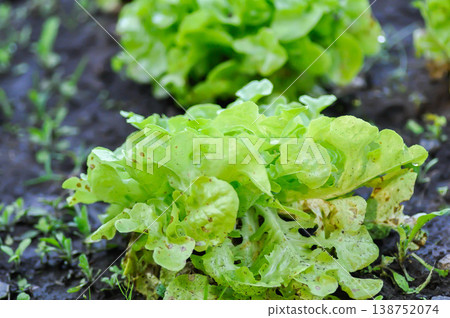 lettuce plant or green oak lettuce in the flower bed or green coral lettuce lettuce plant or green oak lettuce in the flower bed or green coral lettuce 138752074