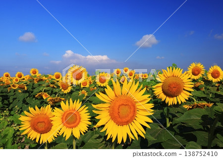Sunflower 4288 138752410