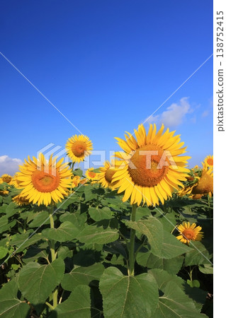 向日葵4298 138752415