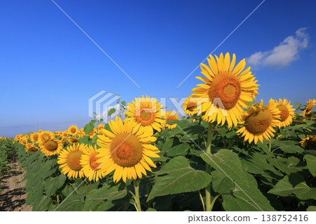 向日葵4299 138752416
