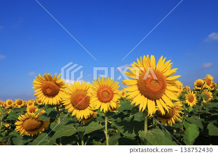 Sunflower 4324 Sunflower 4324 138752430