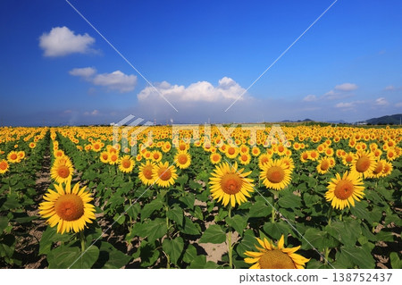 Sunflower 4336 Sunflower 4336 138752437