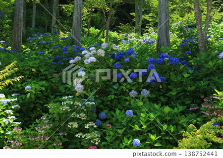 Hydrangea 1279 Hydrangea 1279 138752441