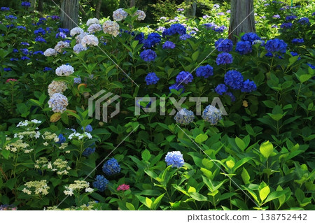 繡球花 1282 繡球花 1282 138752442
