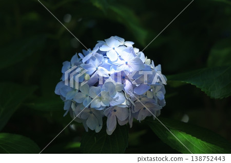 繡球花 1287 繡球花 1287 138752443