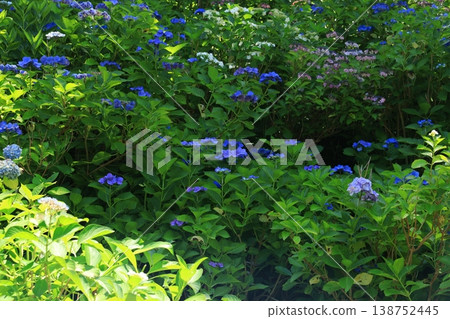 繡球花 1321 138752445
