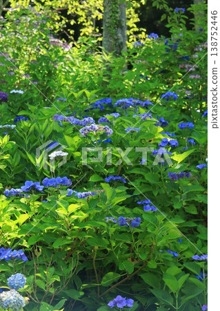 繡球花 1322 138752446