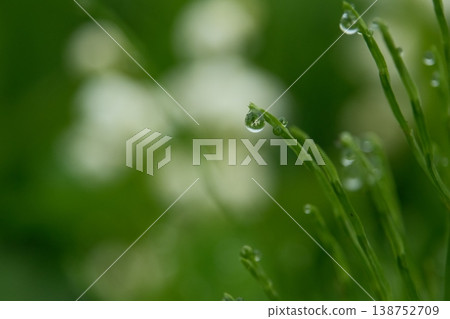 雨後,山谷中的雨滴和百合花倒映在森林裡:生命的奧秘和大自然的純粹之美。 雨後,山谷中的雨滴和百合花倒映在森林裡:生命的奧秘和大自然的純粹之美。 138752709