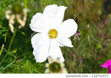 cosmos flower or Mexican aster flower or Cosmos sulphureus Cav or Compositae or Cosmos cosmos flower or Mexican aster flower or Cosmos sulphureus Cav or Compositae or Cosmos 138752873
