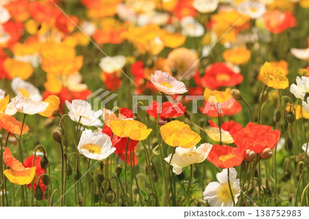 Icelandic poppy 2216 Icelandic poppy 2216 138752983