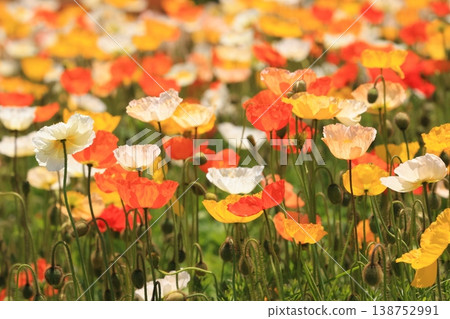 Icelandic poppy 2242 138752991
