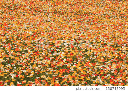 Icelandic poppy 2256 Icelandic poppy 2256 138752995