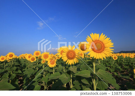 Sunflower 4202 138753006