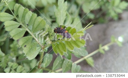 Ladybird of ladybug Ladybird of ladybug 138753044