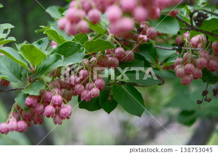 The Enkianthus campanulatus, heralding the arrival of early summer, is a lovely flower resembling a wind chime, like a starry sky full of delicate colors. The Enkianthus campanulatus, heralding the arrival of early summer, is a lovely flower resembling a wind chime, like a starry sky full of delicate colors. 138753045