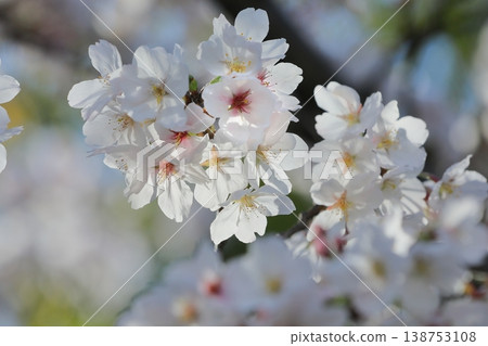 Cherry tree in full bloom Cherry tree in full bloom 138753108