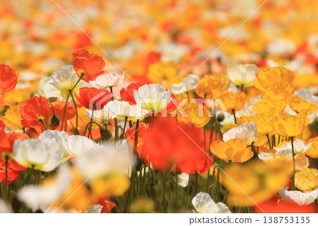 Icelandic poppies 2052 138753135