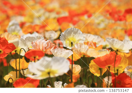 Icelandic poppy 2082 Icelandic poppy 2082 138753147