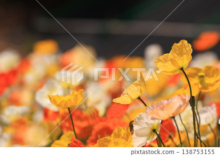 冰島罌粟 2103 138753155