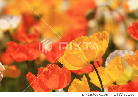 Icelandic poppy 2105 Icelandic poppy 2105 138753156
