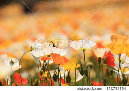 Icelandic poppy 2124 Icelandic poppy 2124 138753164