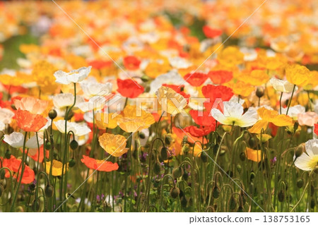 Icelandic poppy 2126 Icelandic poppy 2126 138753165