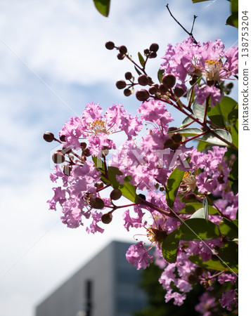 夏日天空中閃耀的紫薇花 夏日天空中閃耀的紫薇花 138753204