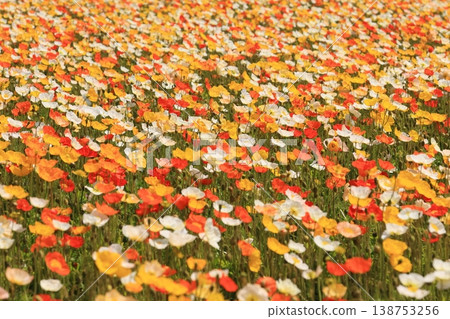Icelandic poppy 1990 Icelandic poppy 1990 138753256