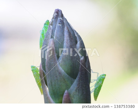 A photograph of a black-tipped leafhopper perched on asparagus. 138753380
