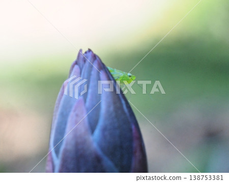 A photograph of a black-tipped leafhopper perched on asparagus. A photograph of a black-tipped leafhopper perched on asparagus. 138753381
