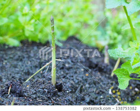 蘆筍,一種春季美味,在收穫前於田野中茁壯生長。 蘆筍,一種春季美味,在收穫前於田野中茁壯生長。 138753382