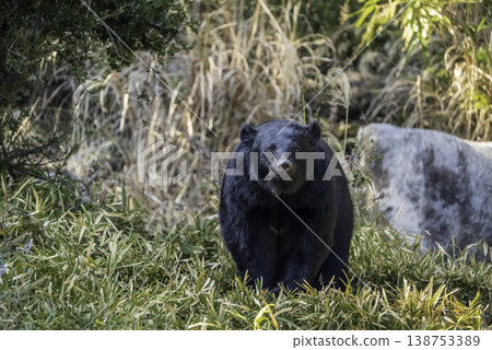 A black bear in the grass 138753389