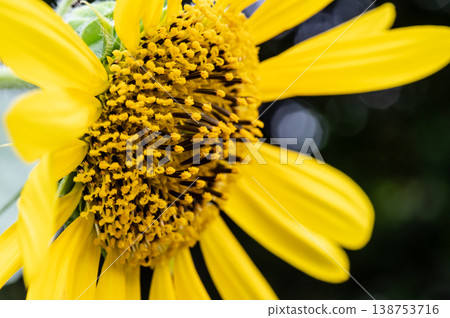 向日葵 138753716
