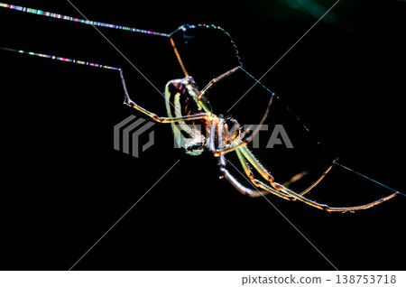 Fantastic Leucauge Fantastic Leucauge 138753718