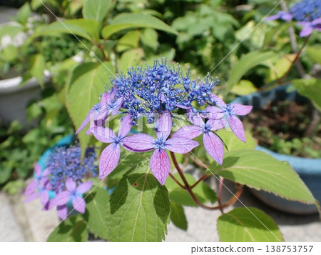 Blue mountain hydrangeas, Kamakura 138753757