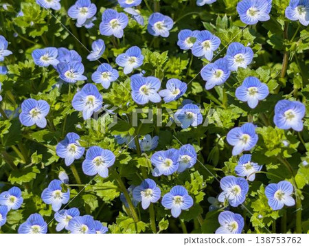 Springtime of Veronica persica Springtime of Veronica persica 138753762