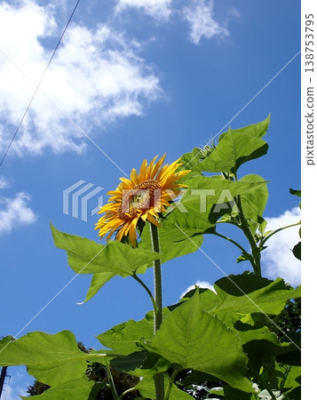 向日葵的夏天 138753795