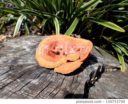 Mushroom Hiirotake Mushroom Hiirotake 138753799