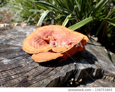 Mushroom Hiirotake Mushroom Hiirotake 138753803