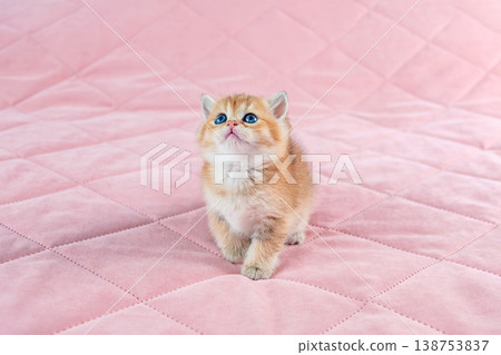 British breed golden chinchilla kitten. British breed golden chinchilla kitten. 138753837
