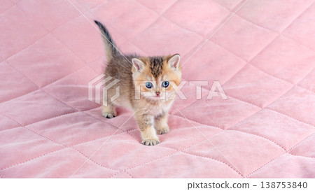 British breed golden chinchilla kitten. British breed golden chinchilla kitten. 138753840