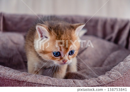 British breed golden chinchilla kitten. 138753841