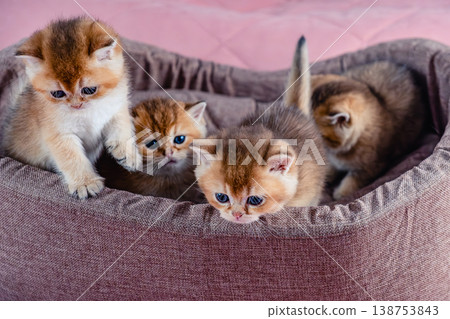 A group of kittens of the British breed in a cat bed. 138753843