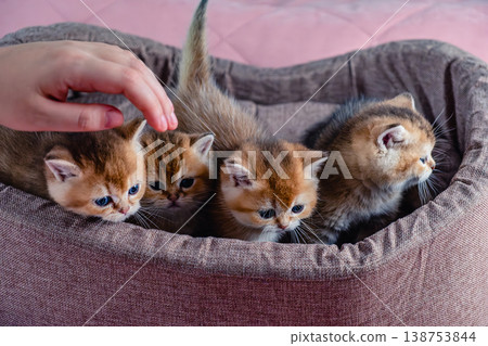 A group of kittens of the British breed in a cat bed. 138753844